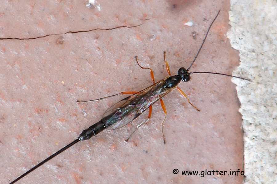 Schwarze Schlupfwespe Pimpla instigator