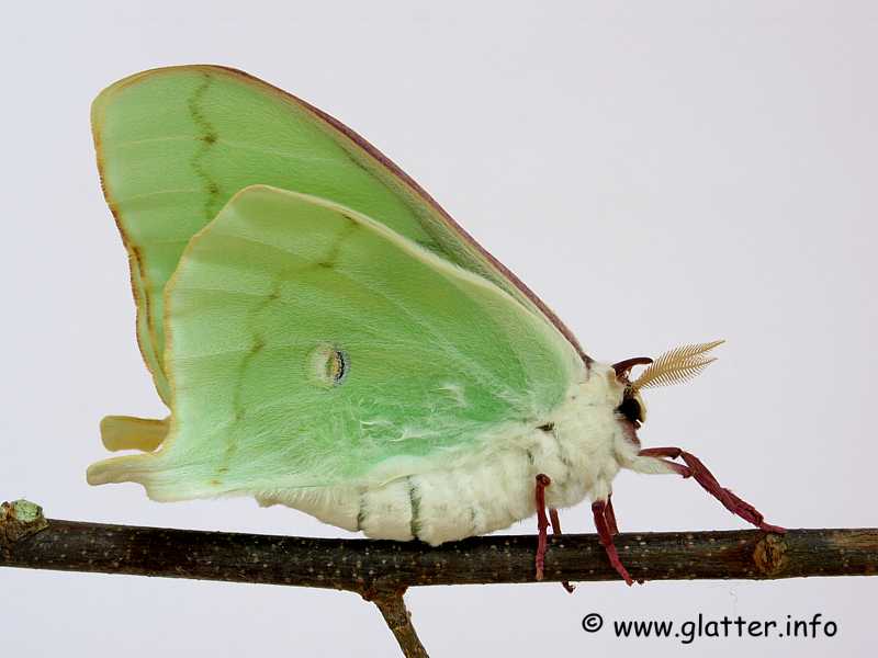Mondspinner (Actias luna)