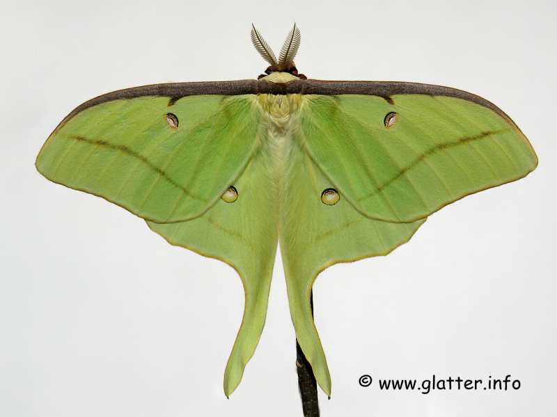 Mondspinner (Actias luna)
