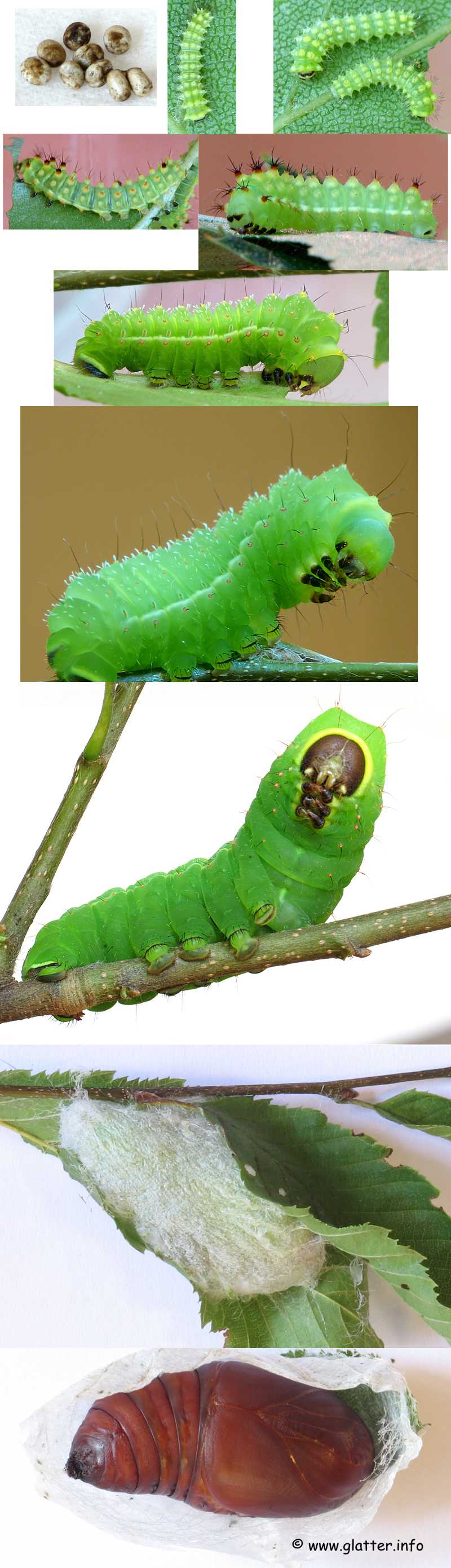 Mondspinner (Actias luna)