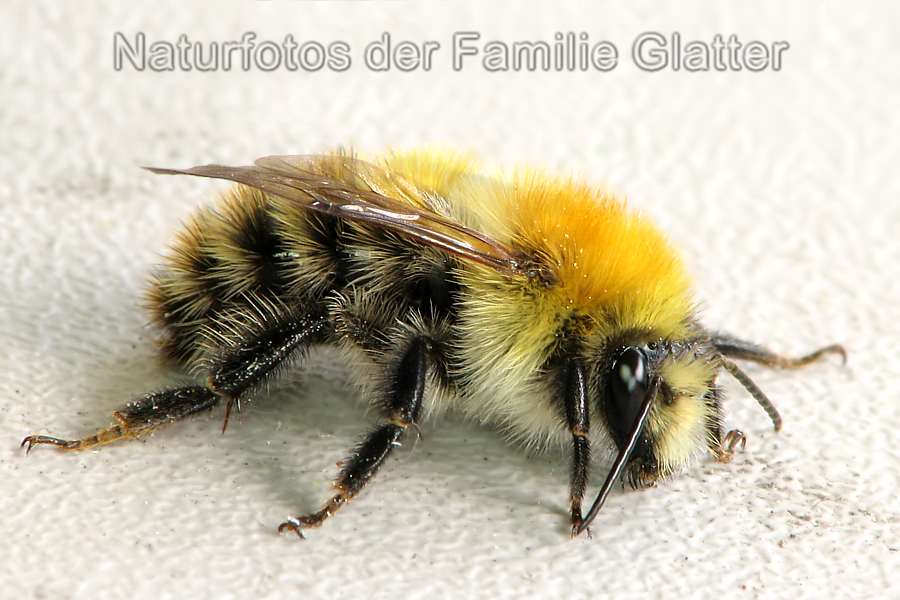 Naturfotos