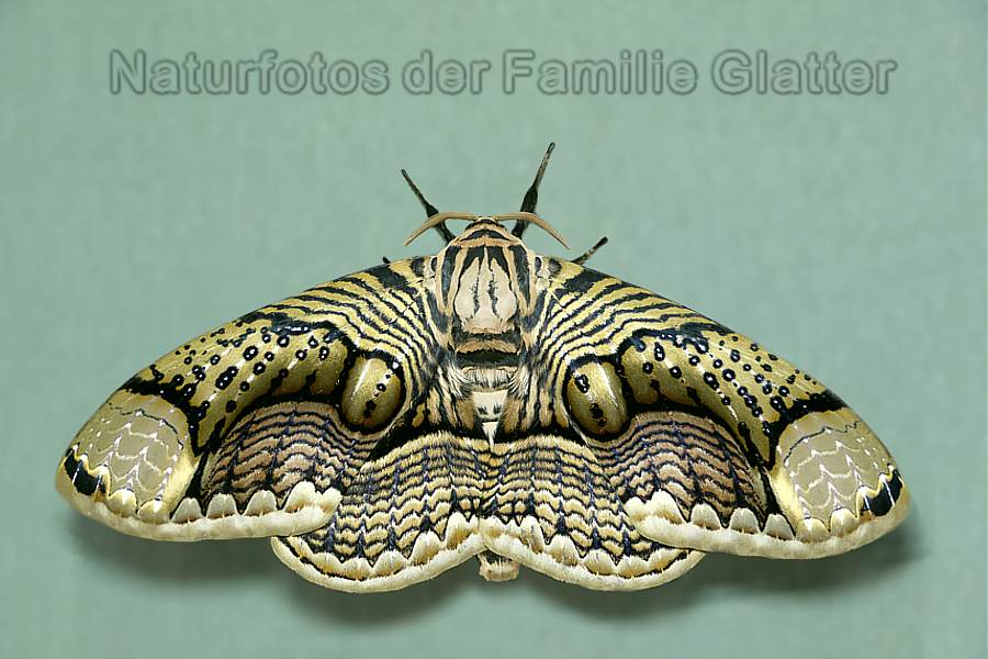 Naturfotos