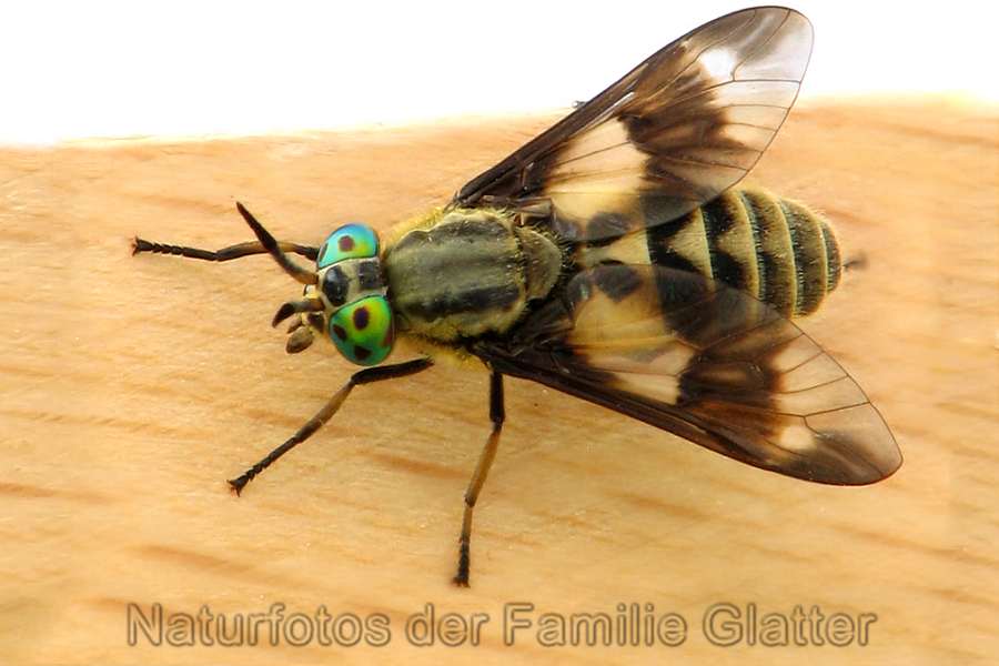 Naturfotos