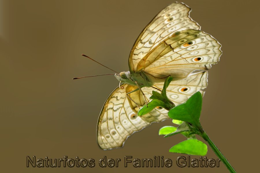 Naturfotos